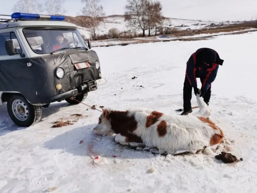 ​Спасатели Забайкалпожспаса спасли корову, провалившуюся под лёд на реке Ага