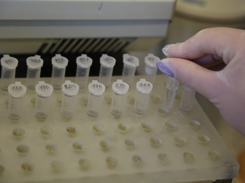 ЗАГС приглашает будущих родителей Забайкалья заботиться о своем здоровье