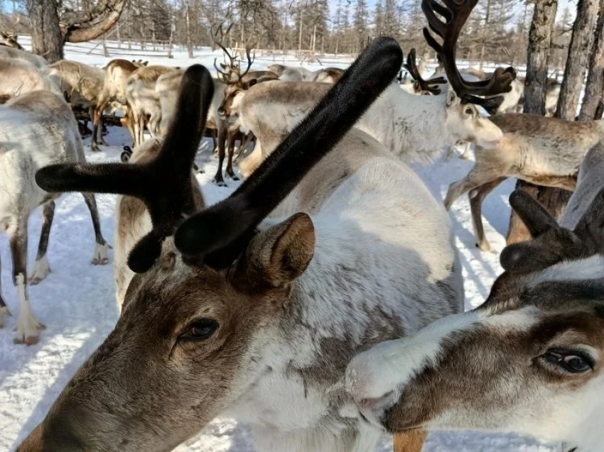 В общинах «Нонон» и «Калар» зазвучал первый рев новорожденных оленят