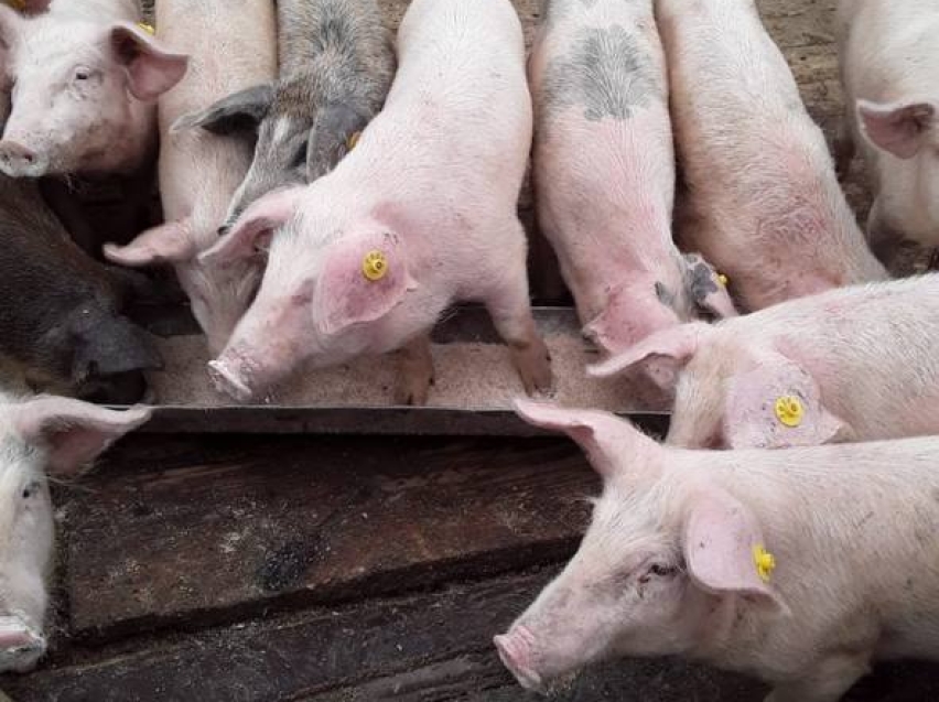 Учения по ликвидации особо опасной болезни свиней пройдут в начале октября в Забайкалье