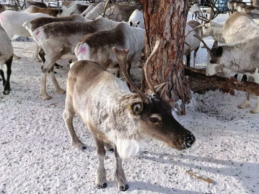 В общине «Нонон» пересчитали оленей и ждут отела важенок