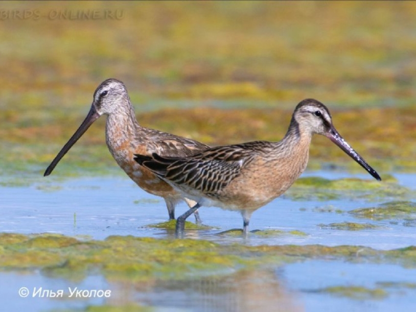 ​#ЗабайкальеТуристическое: Орнитолог из Подмосковья увидел в Даурском заповеднике более 100 видов птиц