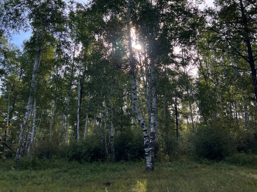 В Забайкалье продлено ограничение пребывания граждан в лесах