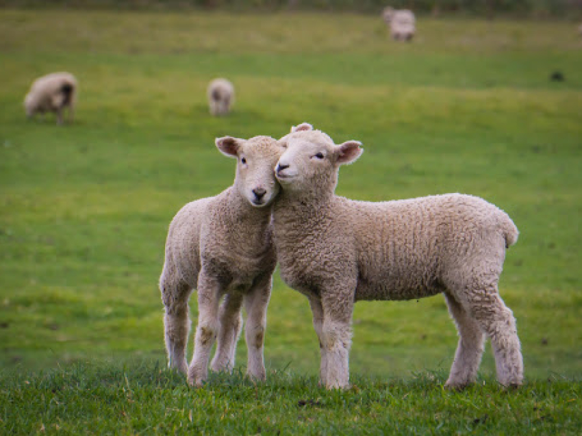 В Забайкалье на развитие овцеводства до 2030 года направят 3,5 миллиарда рублей