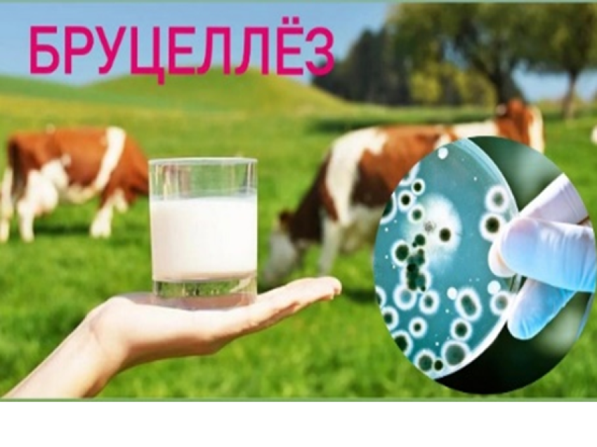 Внимание! Бруцеллез – это опасно! Что нужно знать о бруцеллезе.