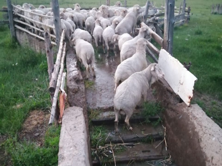 Стрижка и купание овец проходит под контролем ветврачей в Забайкалье