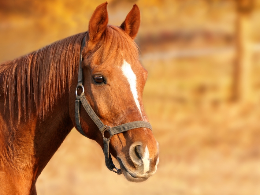 Отменены карантинные мероприятия по инфекционной анемии лошадей в Газимуро-Заводском районе Забайкальского края