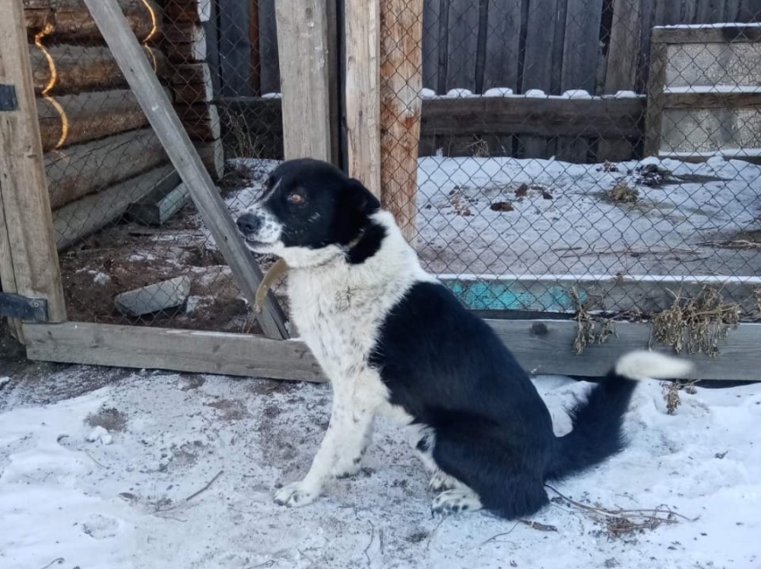 Ветеринары Забайкалья спасли пса, раненного диким кабаном