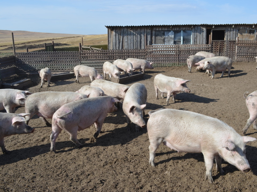 Вирус африканской чумы свиней зафиксирован в Красночикойском районе.