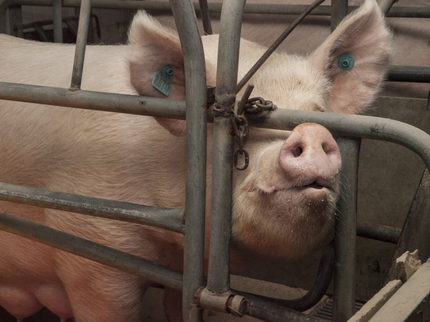 На территории Читы выявлена африканская чума свиней, готовятся мероприятия по ее ликвидации