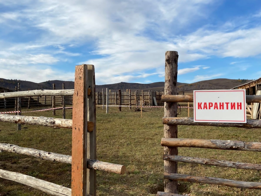Региональные учения по ликвидации особо опасной болезни животных пройдут в Zабайкалье