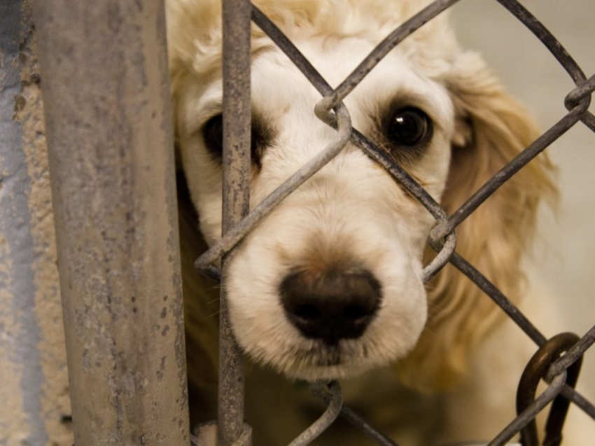 Информация для граждан о недопустимости жестокого обращения с животными!