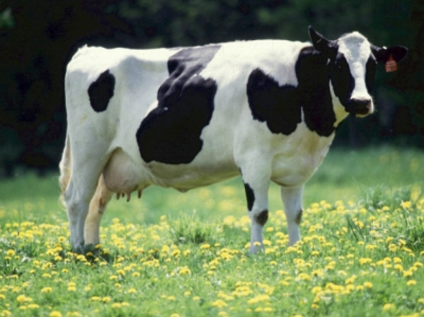 Заразный узелковый дерматит крупного рогатого скота