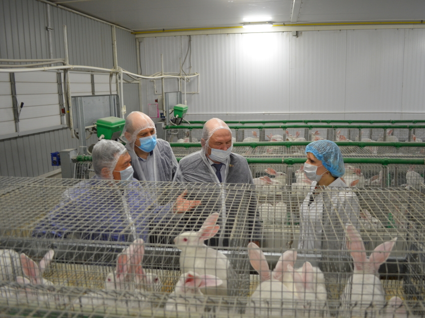 Проблемы кролиководческой фермы обсудили на рабочей встрече в Чите
