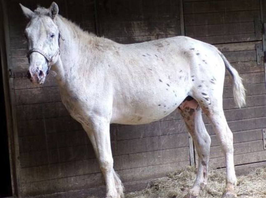 ​Жеребец забайкальской породы получил высокую оценку специалистов племенного дела в Германии