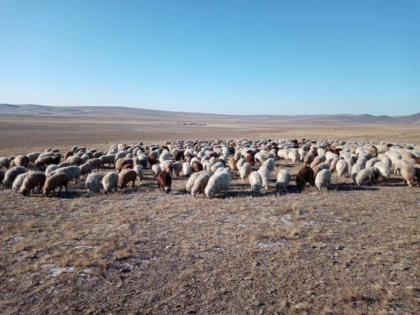 Забайкалье подготовит предложения Минсельхозу России по увеличению господдержки овцеводам