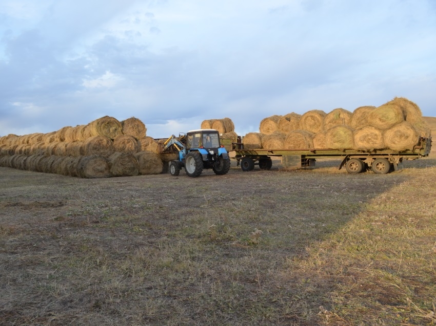 ​Хозяйства Забайкалья заготовили свыше 1 миллиона тонн сена на зимовку скота