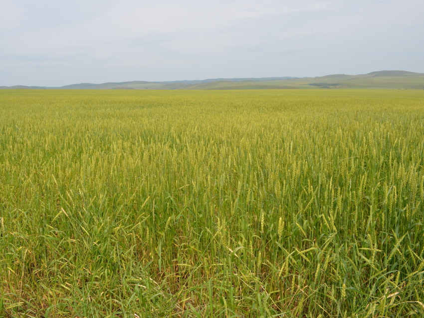 ​Хозяйствам Забайкалья направят 25 миллионов рублей на компенсацию затрат по агрострахованию