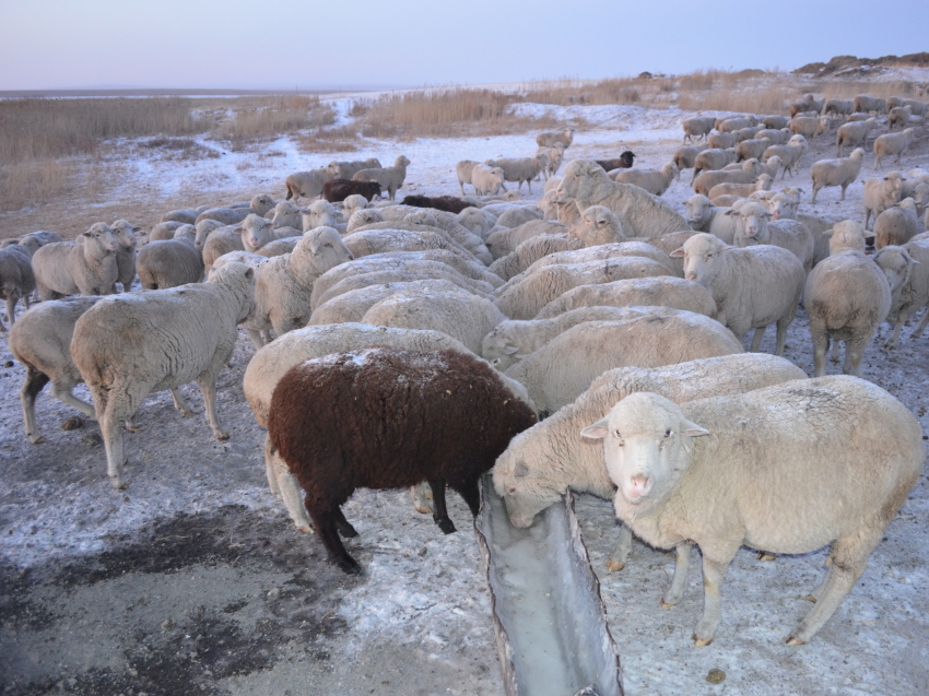 ​Хозяйства Забайкалья получат весной приплод от 123 тысяч овец