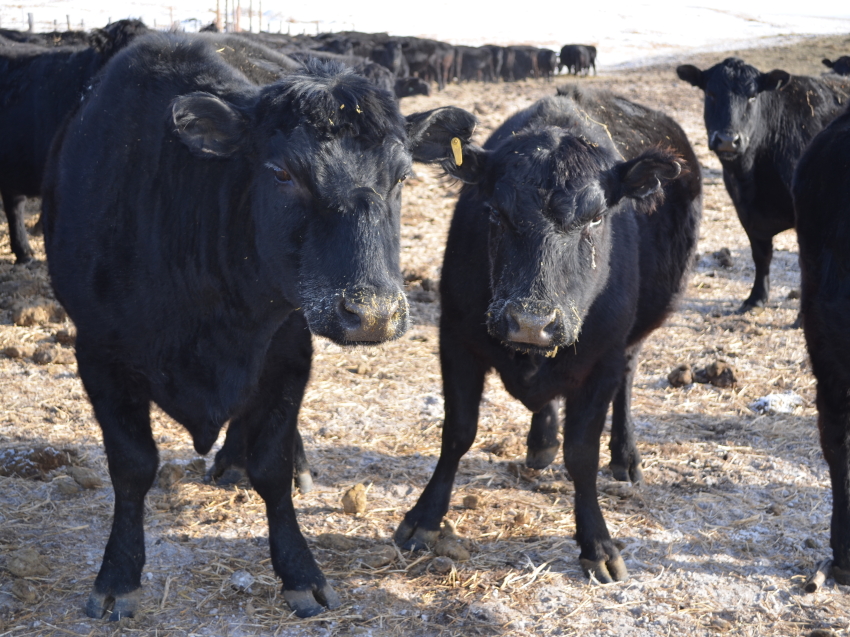 ​Животноводам Забайкалья предоставят 193 миллиона рублей на развитие мясного скотоводства