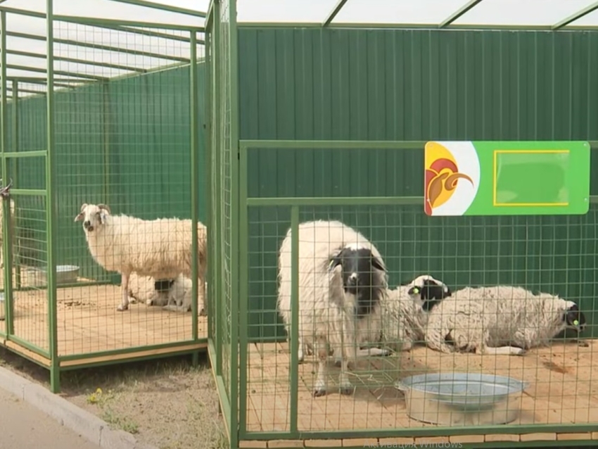 Свыше 150 животных представлено на Сибирско-Дальневосточной выставке овец в Чите