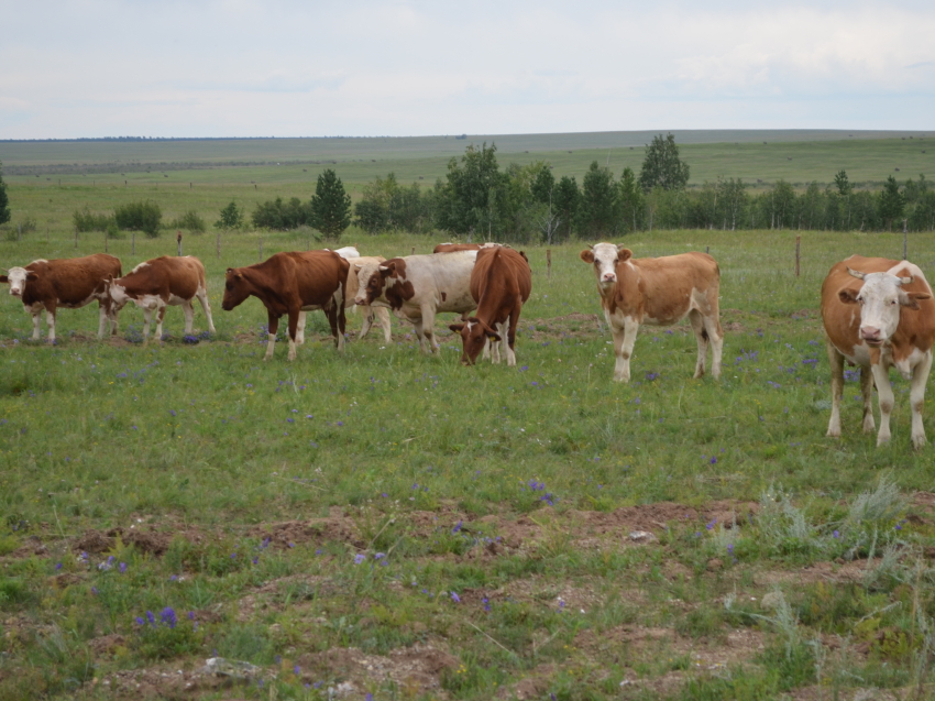 Сельскохозяйственная микроперепись стартует в августе в Забайкальском крае