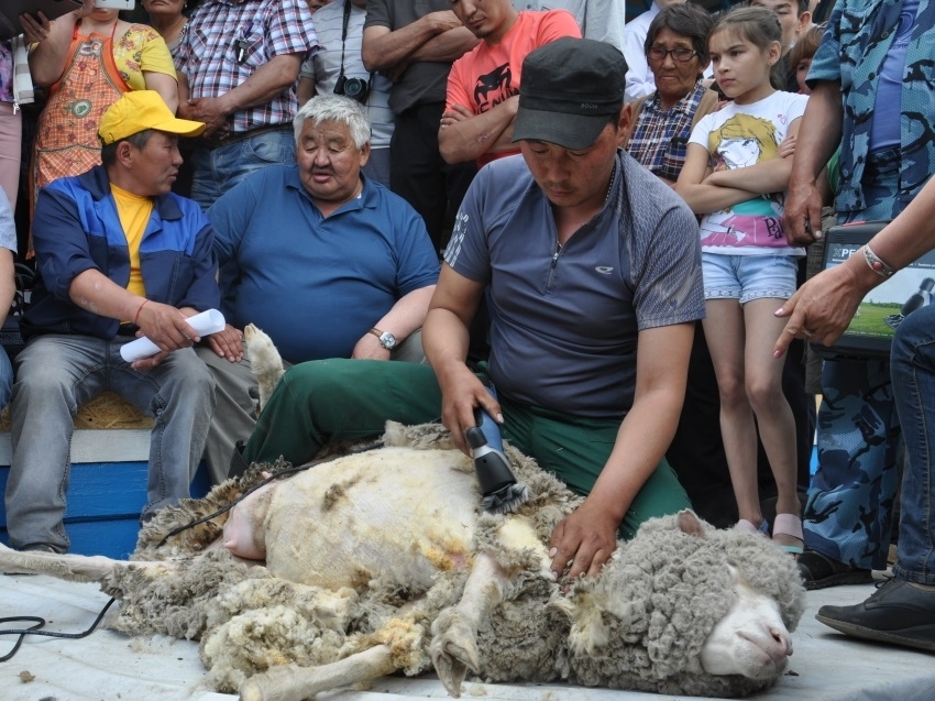 ​Стригали из пяти районов Забайкалья примут участие в фестивале стрижки овец в Агинском