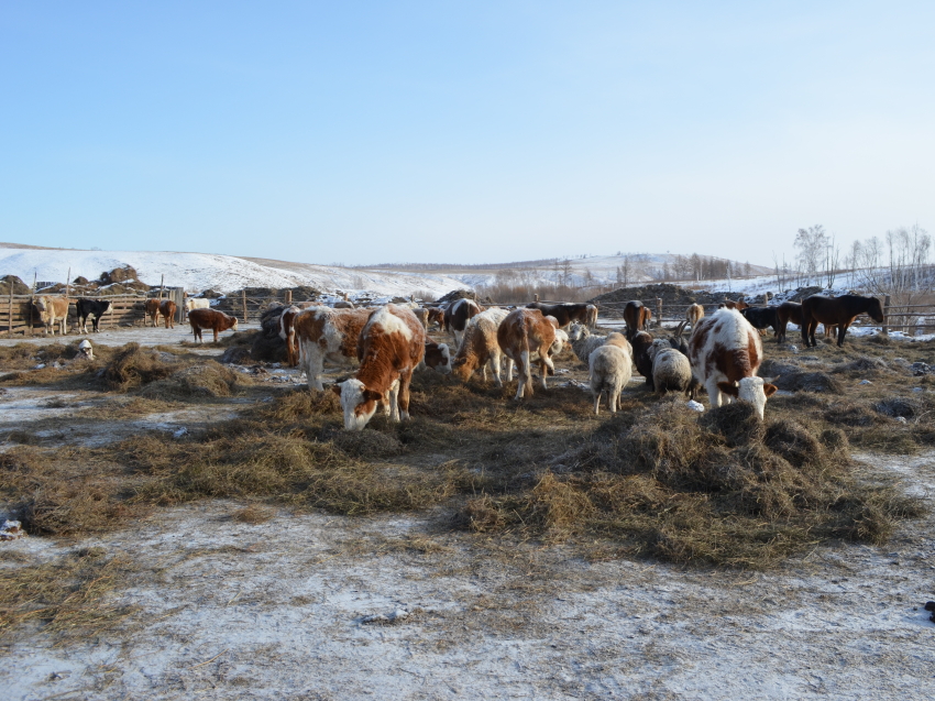 ​Зимовка скота: хозяйства Забайкалья в достаточной мере обеспечены кормами
