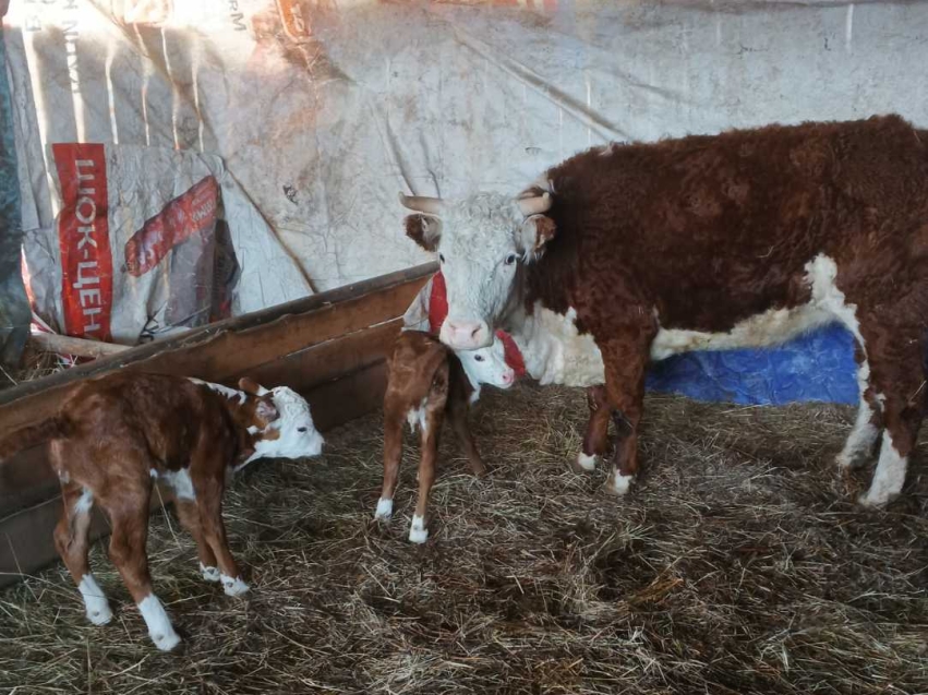 ​Корова Звездочка родила двух телят в фермерском хозяйстве под Атамановкой