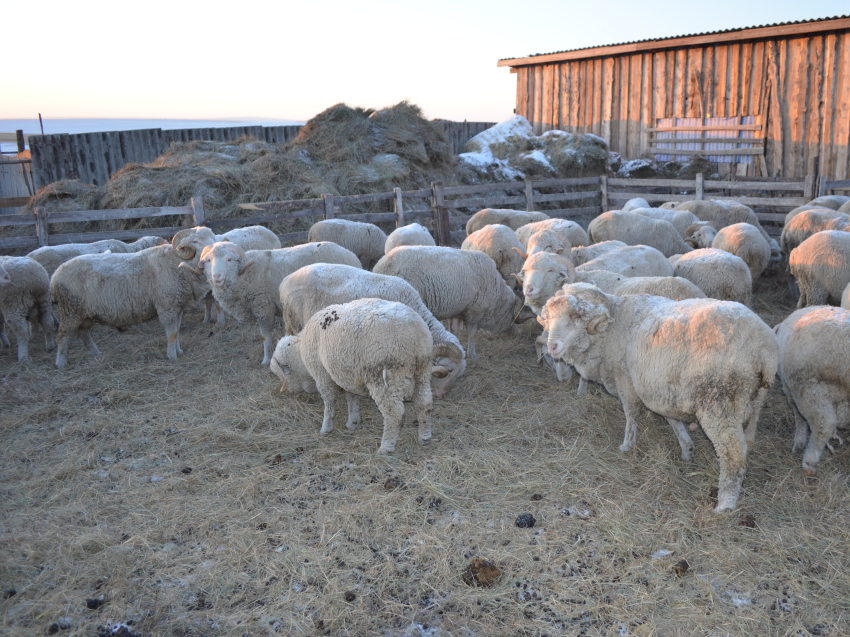 ​Забайкалью дополнительно выделили 10 миллионов рублей на предоставление гранта «Агростартап»