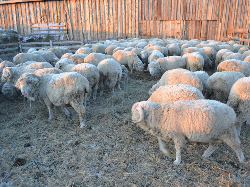 ​Овцеводам Забайкалья выплатили 7,5 миллиона рублей за реализованное на переработку мясо