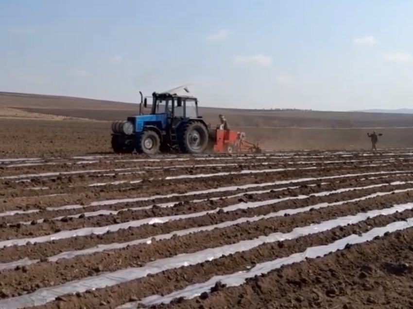 ​Хозяйства Читинского района приступили к посадке картофеля и овощей