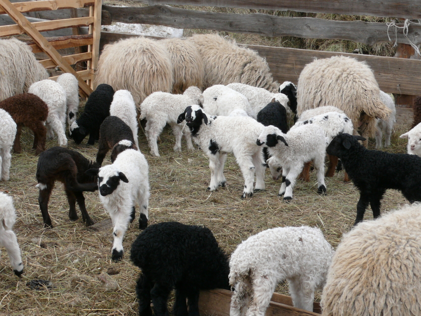 ​Свыше 100 тысяч ягнят получили овцеводы Забайкалья по итогам расплодной кампании