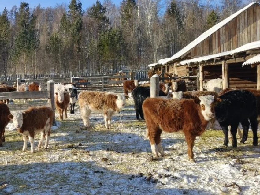 ​Господдержка сельского хозяйства в Забайкалье увеличится на 30%