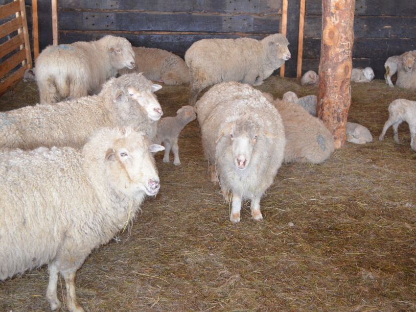 ​Господдержка на реализованное мясо овец в Забайкалье увеличилась почти вдвое