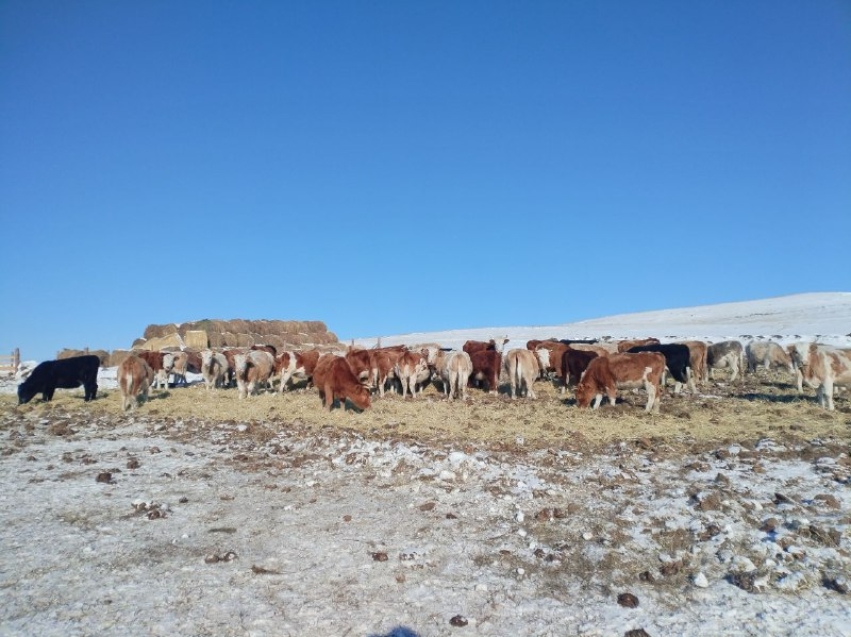 ​Остаток кормов в округе Забайкалья с самым большим поголовьем скота составляет 51%