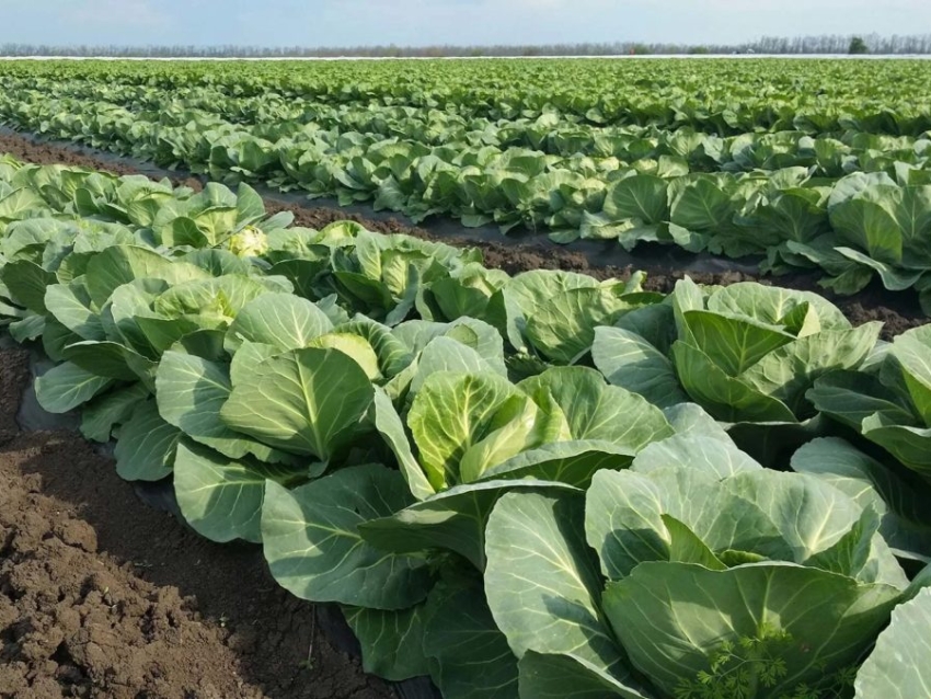 А​грарии Забайкалья намерены увеличить посевные площади овощных культур