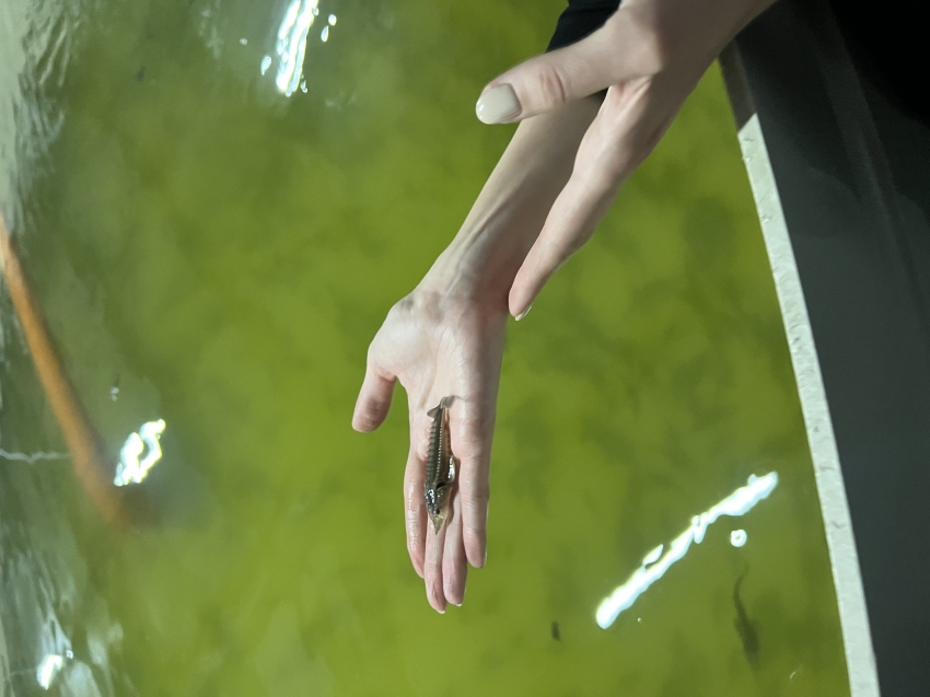 Свежий, вкусный, местный: на рыбной ферме в Чите выращивают осетра-  вес доходит до 2,5 килограммов