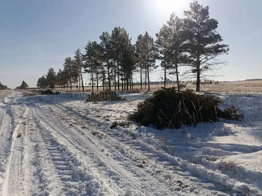 Специалисты Забайкаллесхоза готовятся к пожароопасному сезону: расчищают противопожарные разрывы