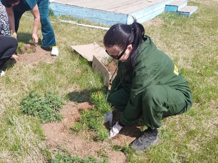 «Сад памяти» в селе Ононского округа высадили глава администрации, лесники и местные жители