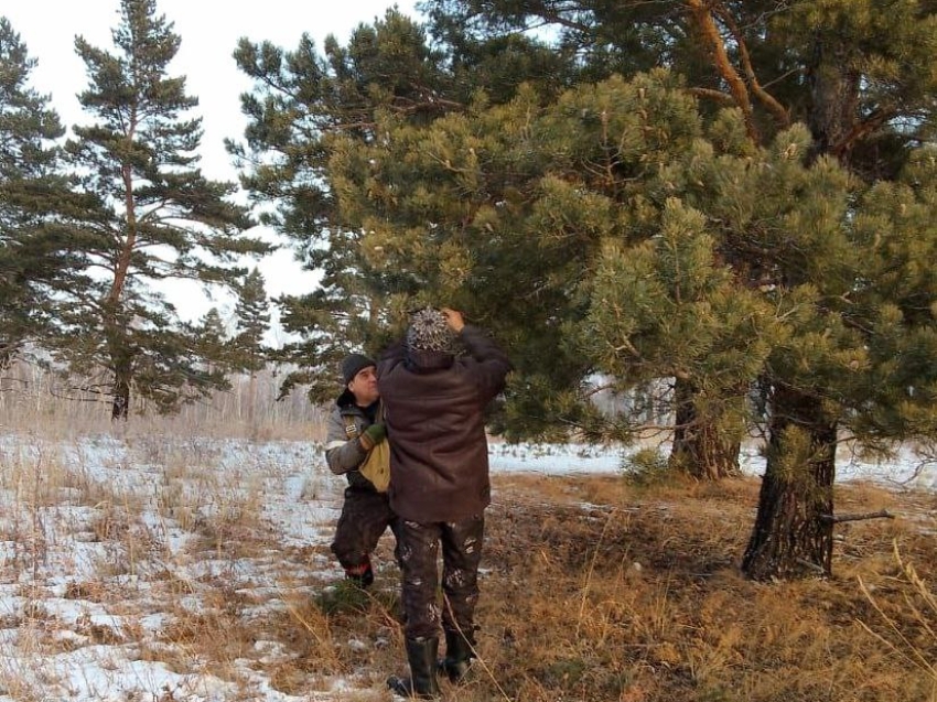 Лесные пожарные Карымского округа проводят сбор сосновых шишек на семена