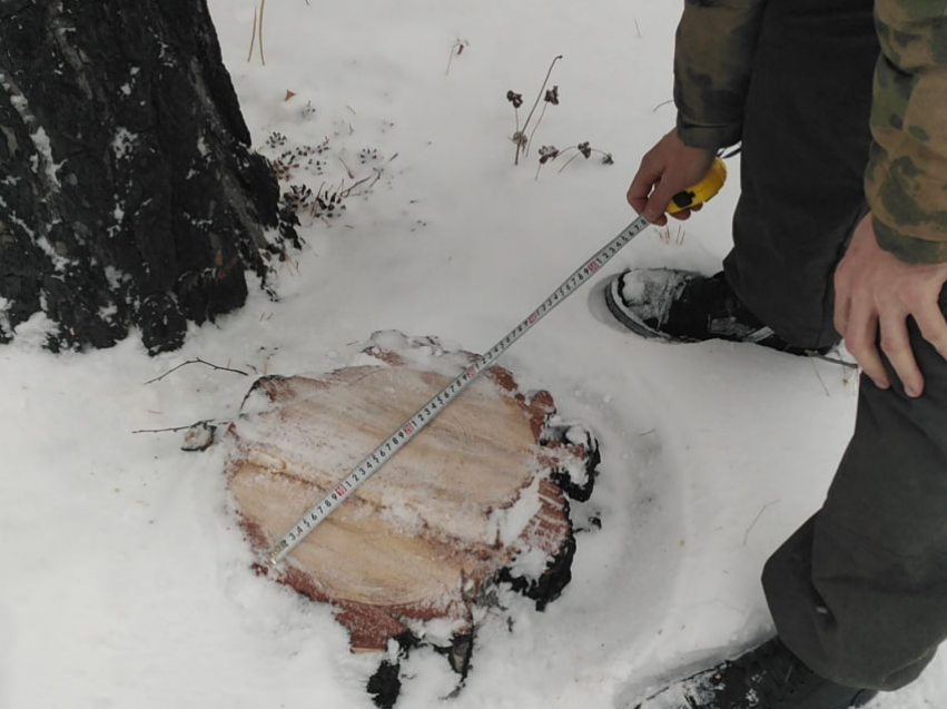 Региональная лесная охрана зарегистрировала 17 случаев незаконной рубки