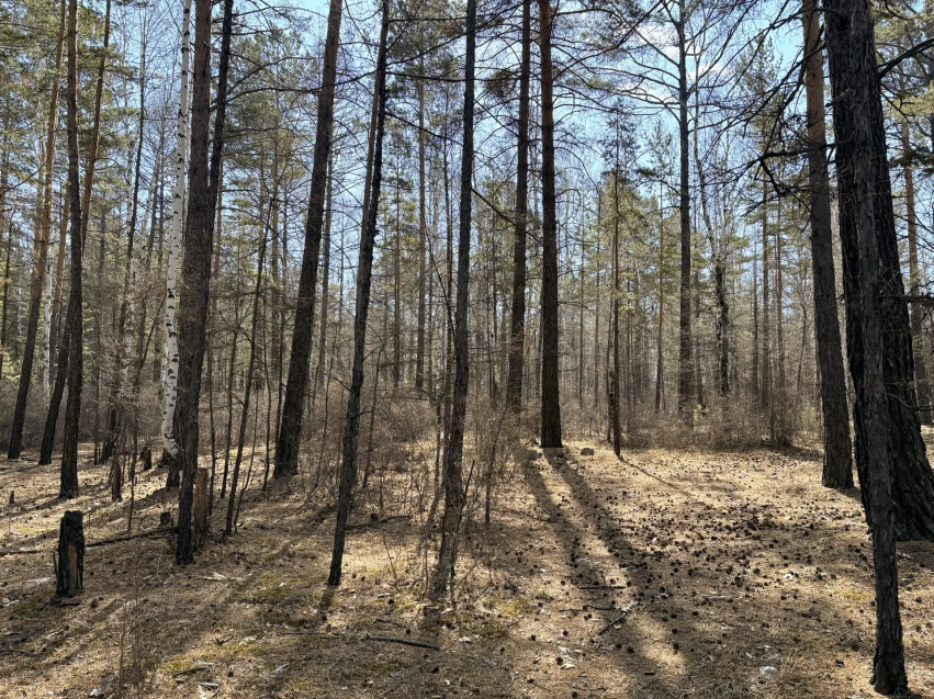 Лесопользователям Забайкалья разъяснили, когда сдавать отчеты и делать фото, а когда — нет