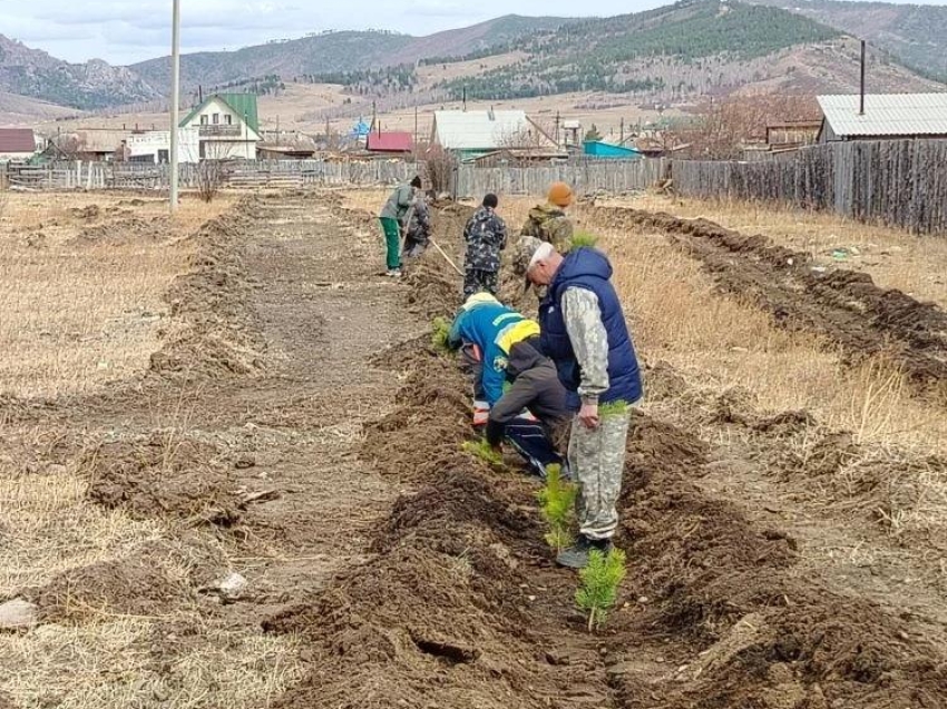 Забайкальский край занимает лидирующие позиции по лесовосстановлению в России 