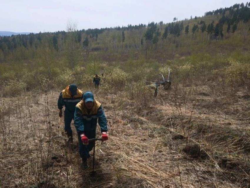 Лесные пожарные Карымского участка ведут работы по восстановлению лесов в Урульгинском лесничестве