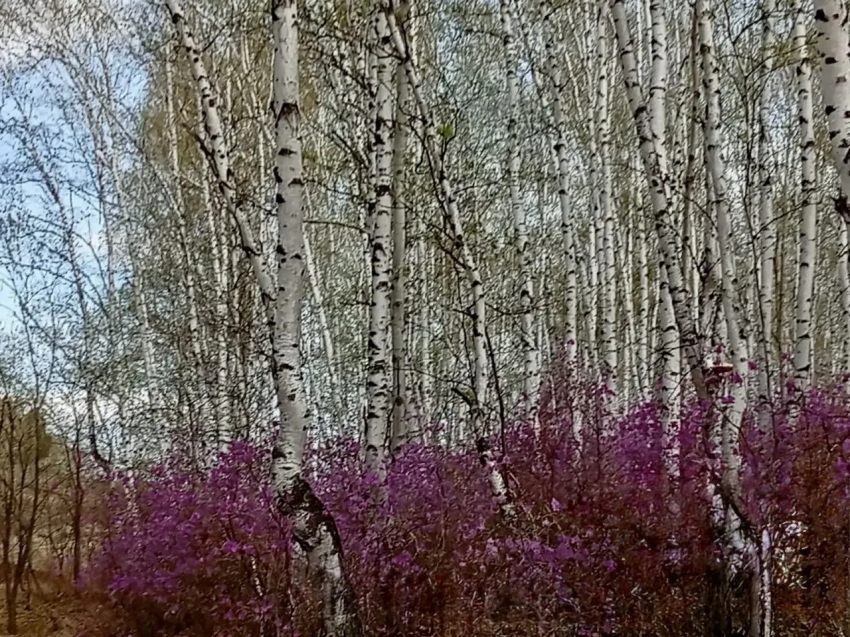 В Забайкальском крае продлён запрет на посещение лесов