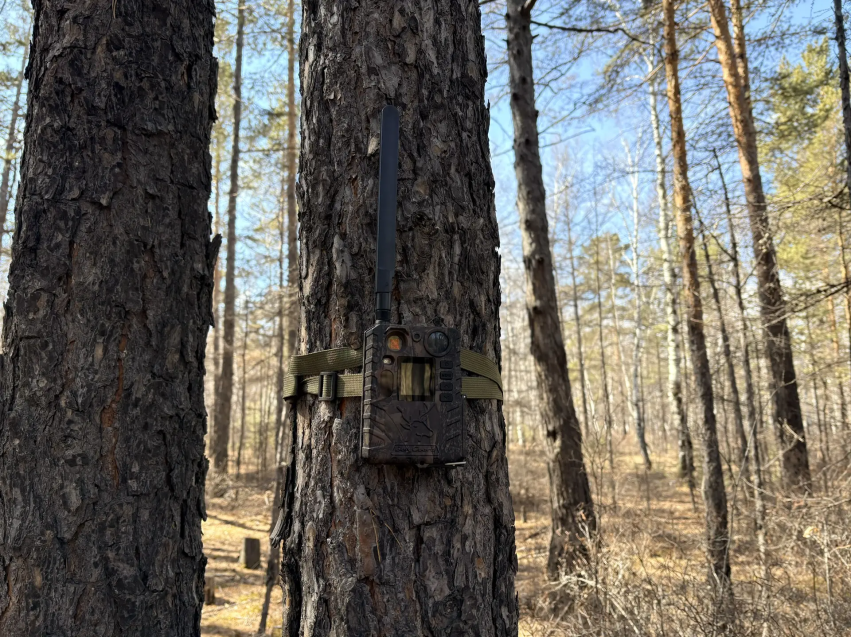 В Забайкальском крае более тысячи фотоловушек помогают ловить нарушителей