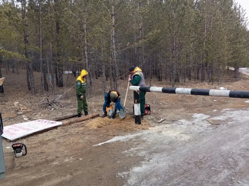 В Карымском лесничестве ведутся работы по противопожарному обустройству лесов