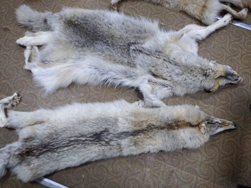 Из-за отсутствия организованного выпаса скота волки нападают на домашних животных в Сретенском районе