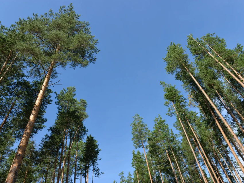 Государственная инвентаризация лесов будет завершена в 2020 году